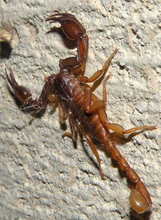 Euscorpius aquilejensis